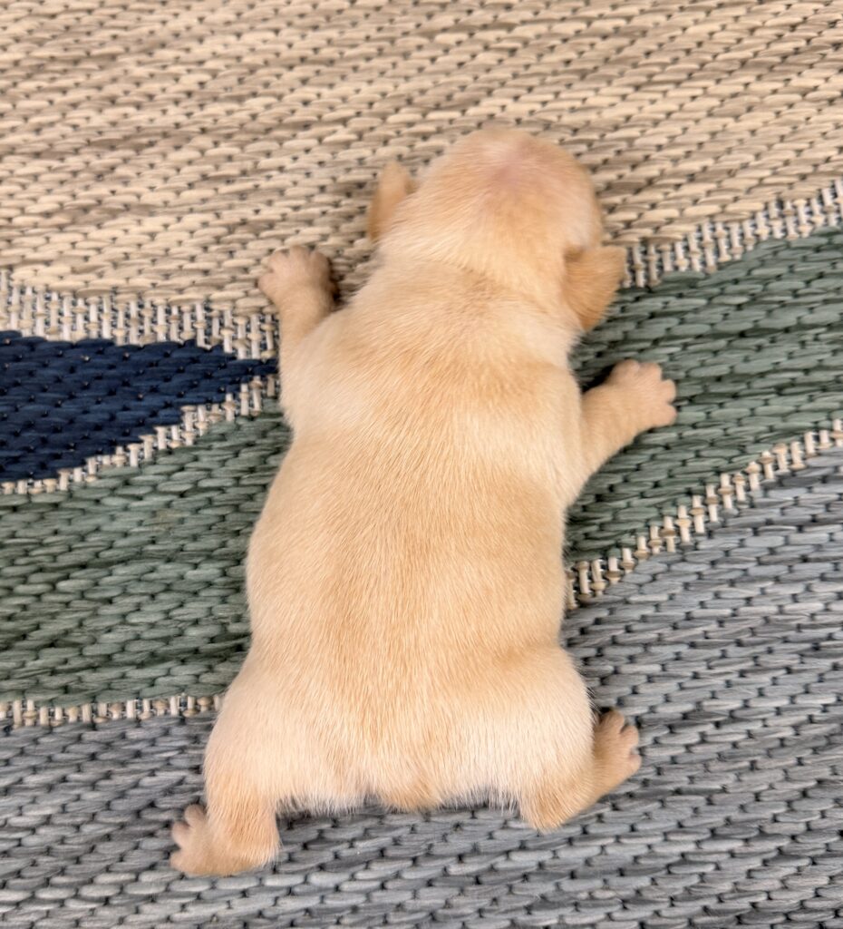 Top-down view of a small light-brown puppy lying on a woven outdoor rug, paws visible at the edges of the frame.