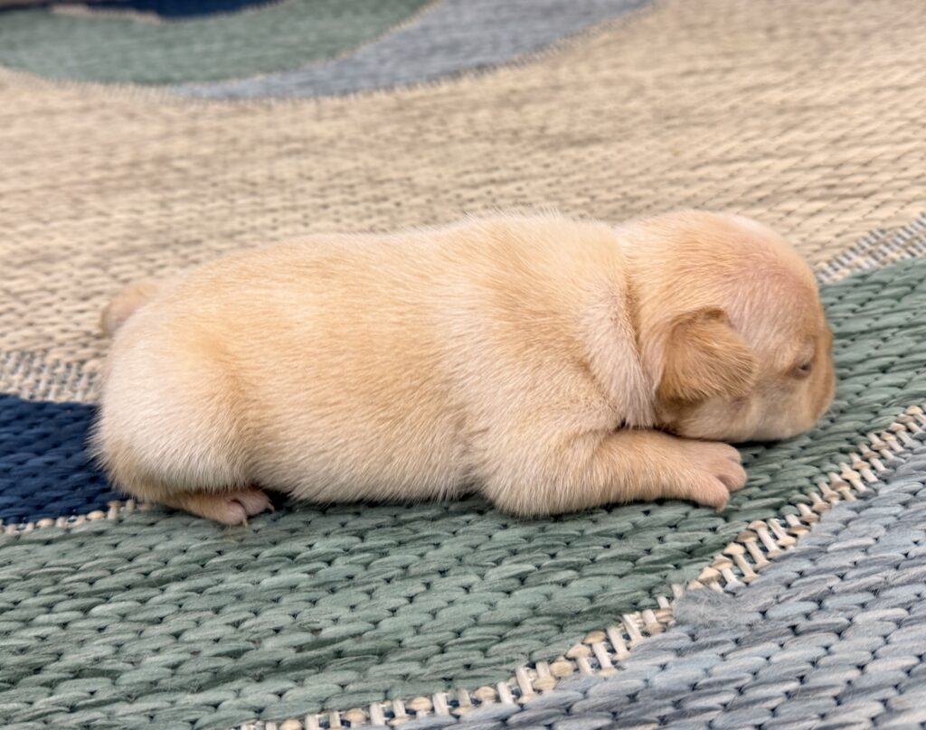 Close-up of a light brown puppy napping on a woven circular rug, with its head to the right and paws tucked under.