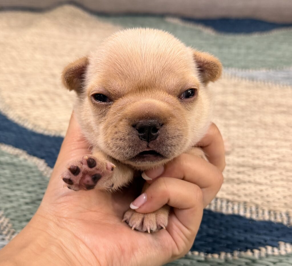 Close-up of a small tan puppy being gently held, focusing on its face and tiny paw in a hand on a patterned rug.