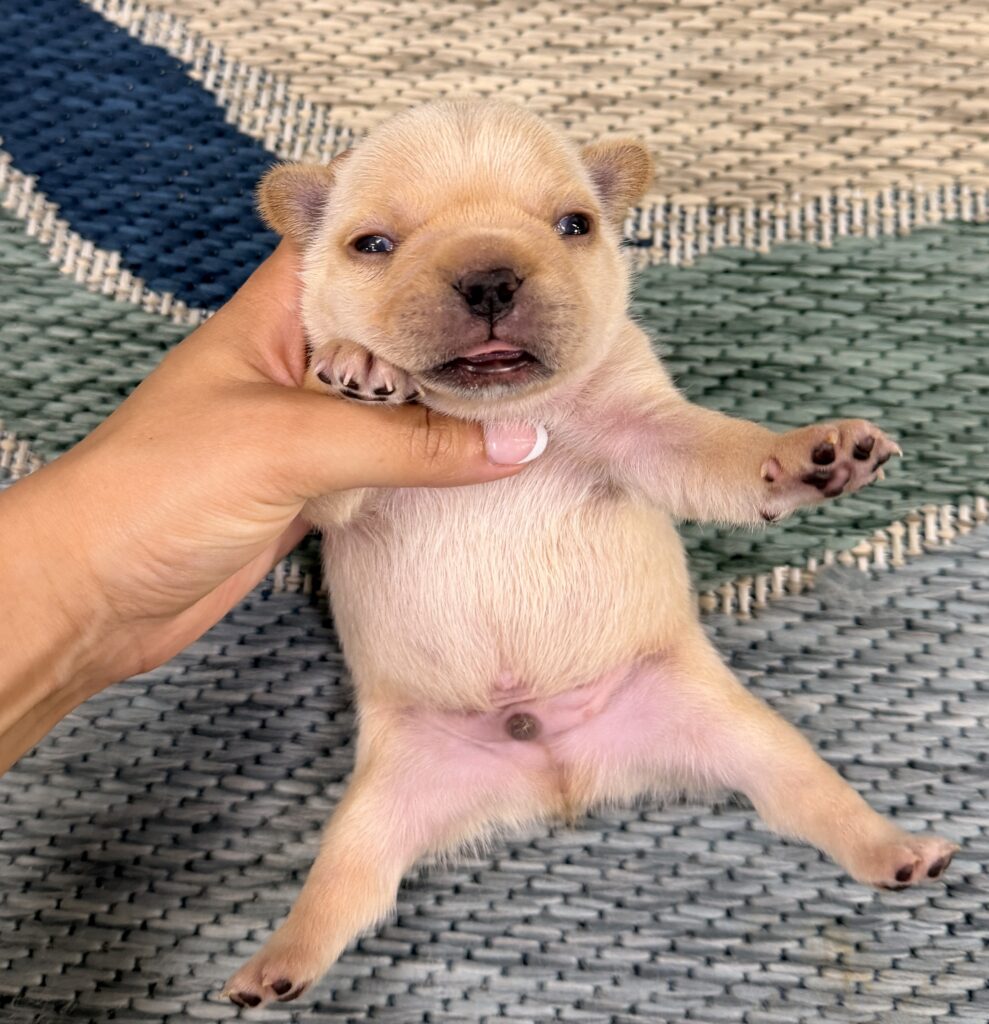 Close-up of a small beige puppy being held by a hand on a woven outdoor chair surface.