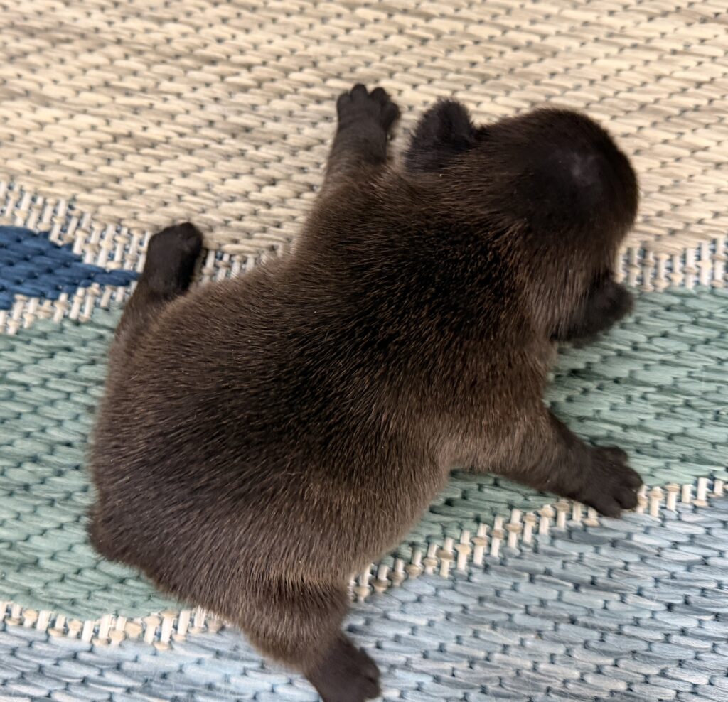 Close-up of a small dark brown puppy lying on a textured woven rug, seen from above, with its back and hind leg visible.