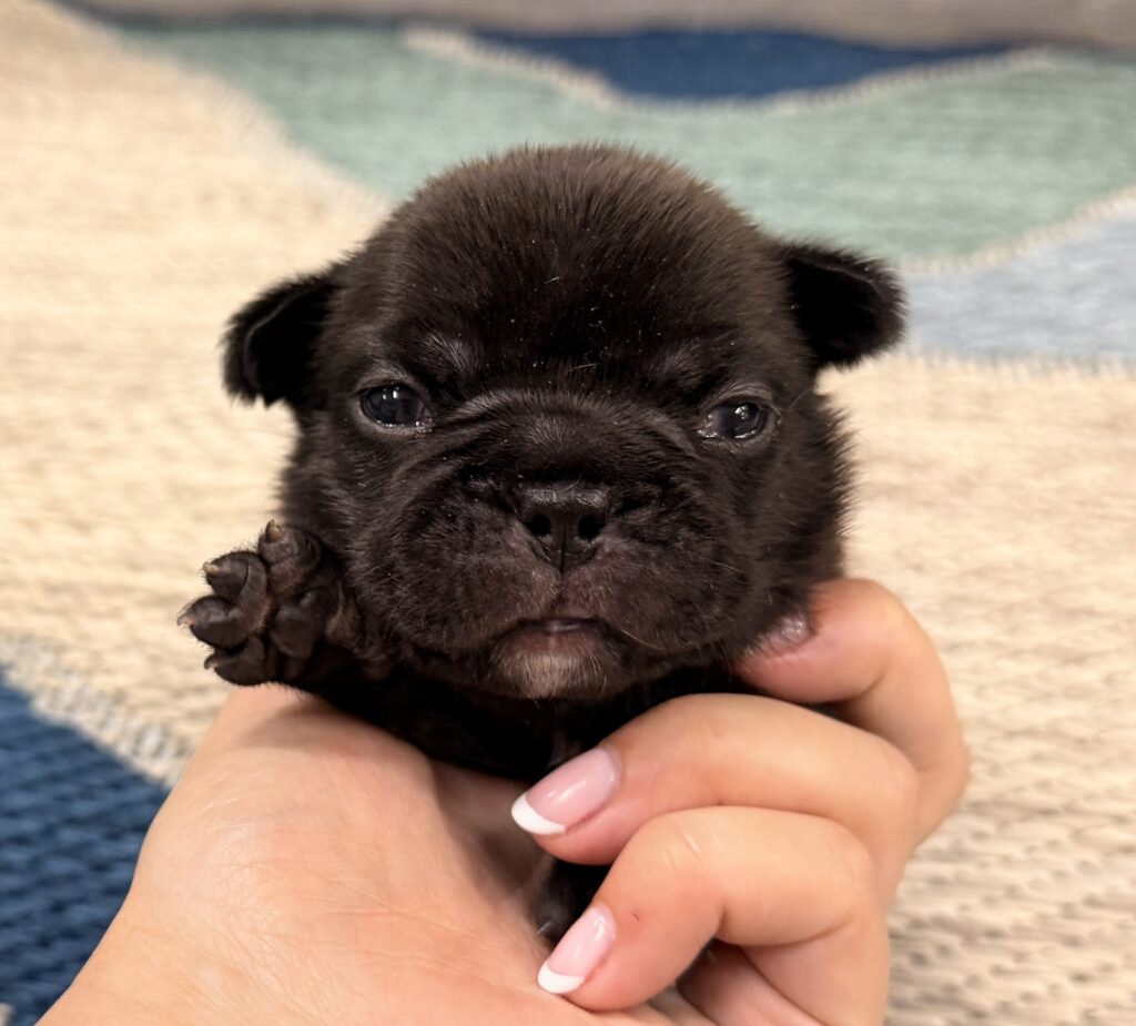Close-up of a tiny black puppy being gently held in a person's hands on a patterned rug/blanket.