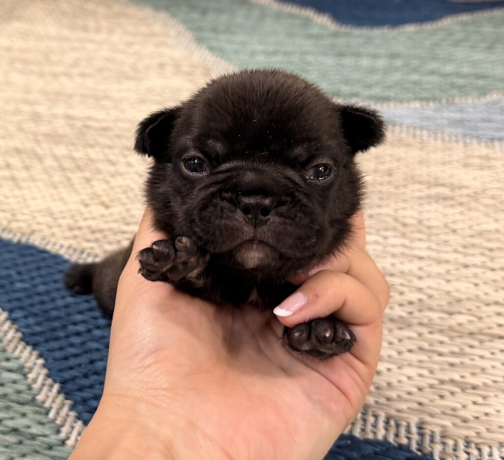 Close-up of a small black puppy being gently held by a person, soft fur and glossy eyes visible against a woven rug background.