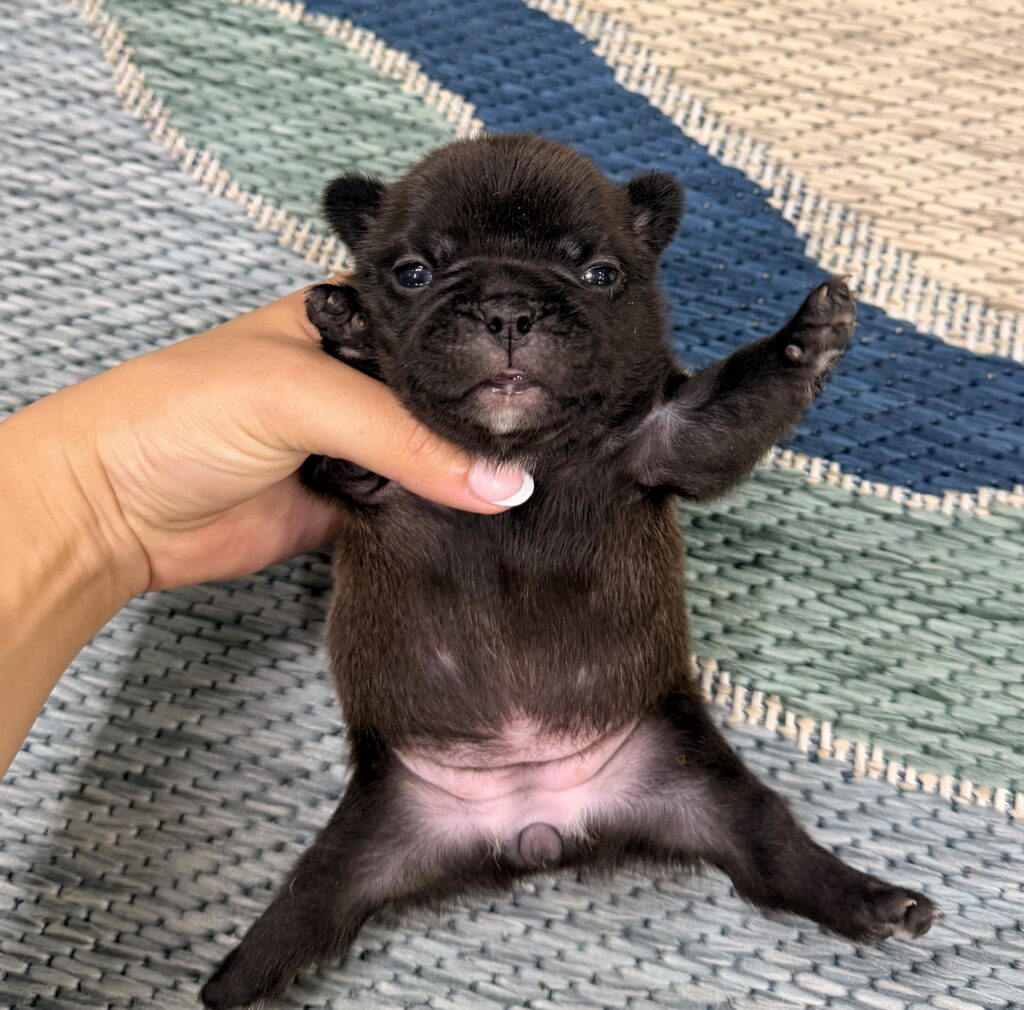 Small black puppy being gently held up by a hand, against a woven blue-gray mat; cute and curious facial expression.