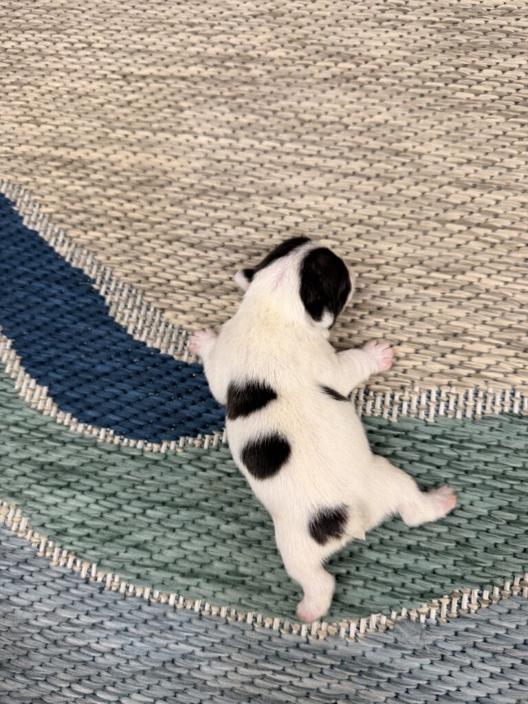 Small white puppy with black patches lies on a woven multicolored rug, seen from above.