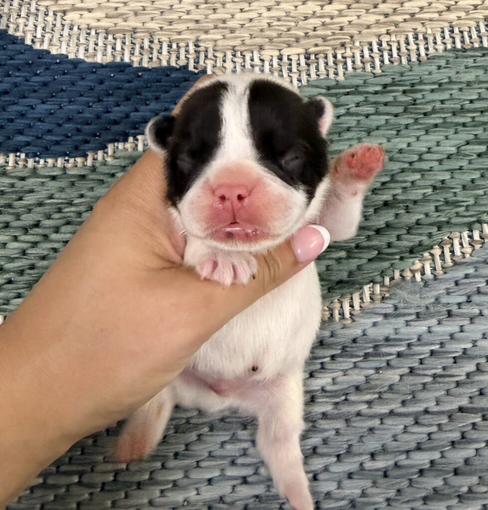 Close-up of a tiny black-and-white piglet with a pink nose being held by a hand against a woven rug background.