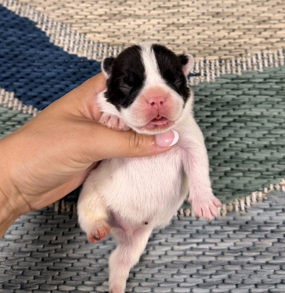Tiny newborn black-and-white puppy cradled in a hand against a woven mat backdrop.