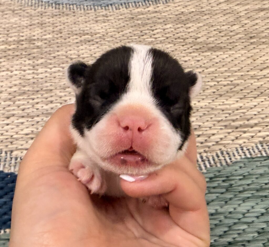 Close-up of a small black-and-white piglet's face peeking toward the camera on a woven rug.