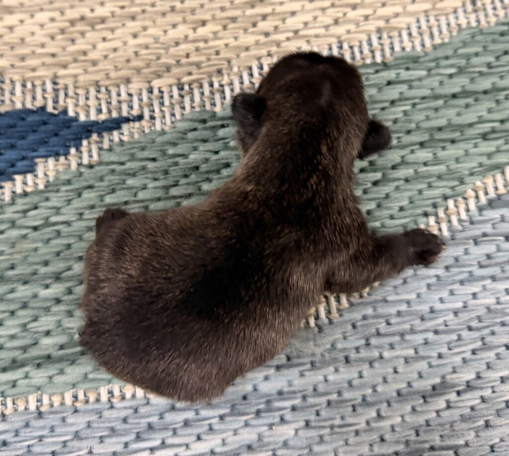 Dark brown plush toy lying on a blue-beige woven rug, viewed from above