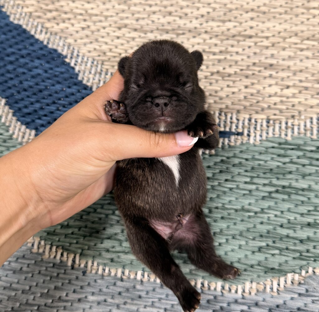 Tiny black puppy cradled in a hand on a woven rug background, feet and face visible barely above the palm.