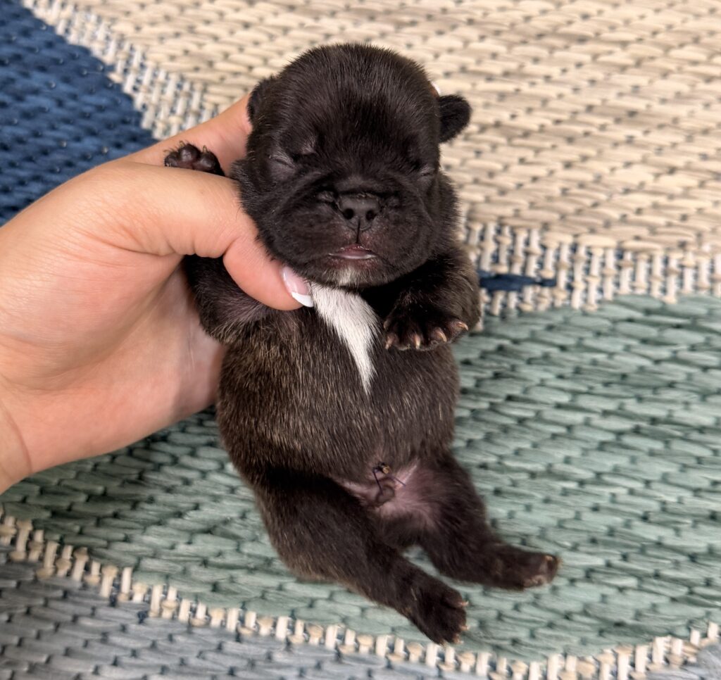 Tiny black puppy held gently by a human hand, close-up view with a white chest patch visible in the fur.