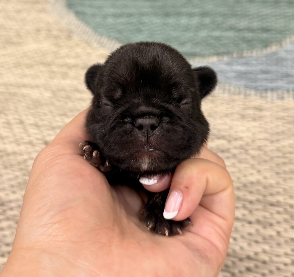 Close-up of a tiny black puppy's nose being gently held by a hand holding its head.