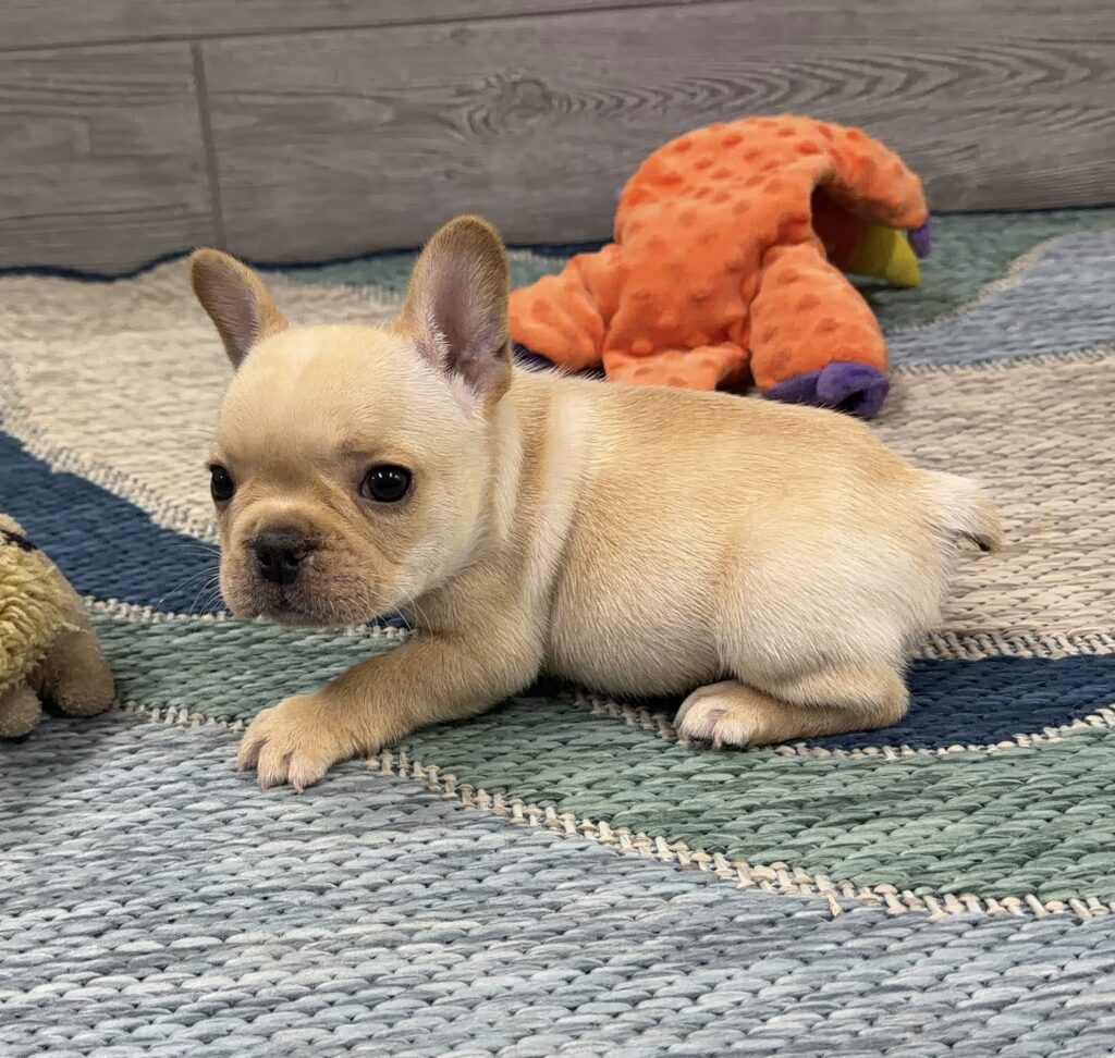Light brown puppy resting on a blue-green woven rug with an orange plush toy in the background behind it