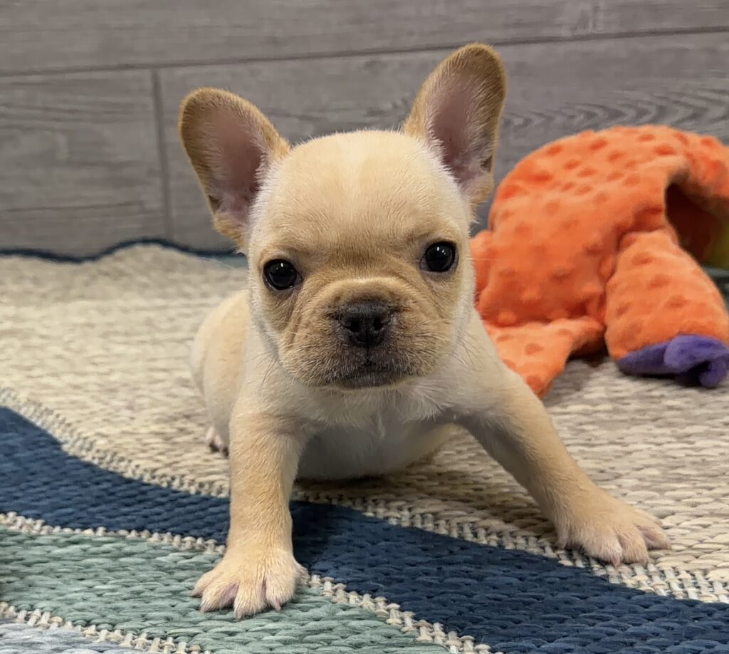 Adorable light brown puppy with large ears on a multicolored woven rug, orange plush toy in the background.