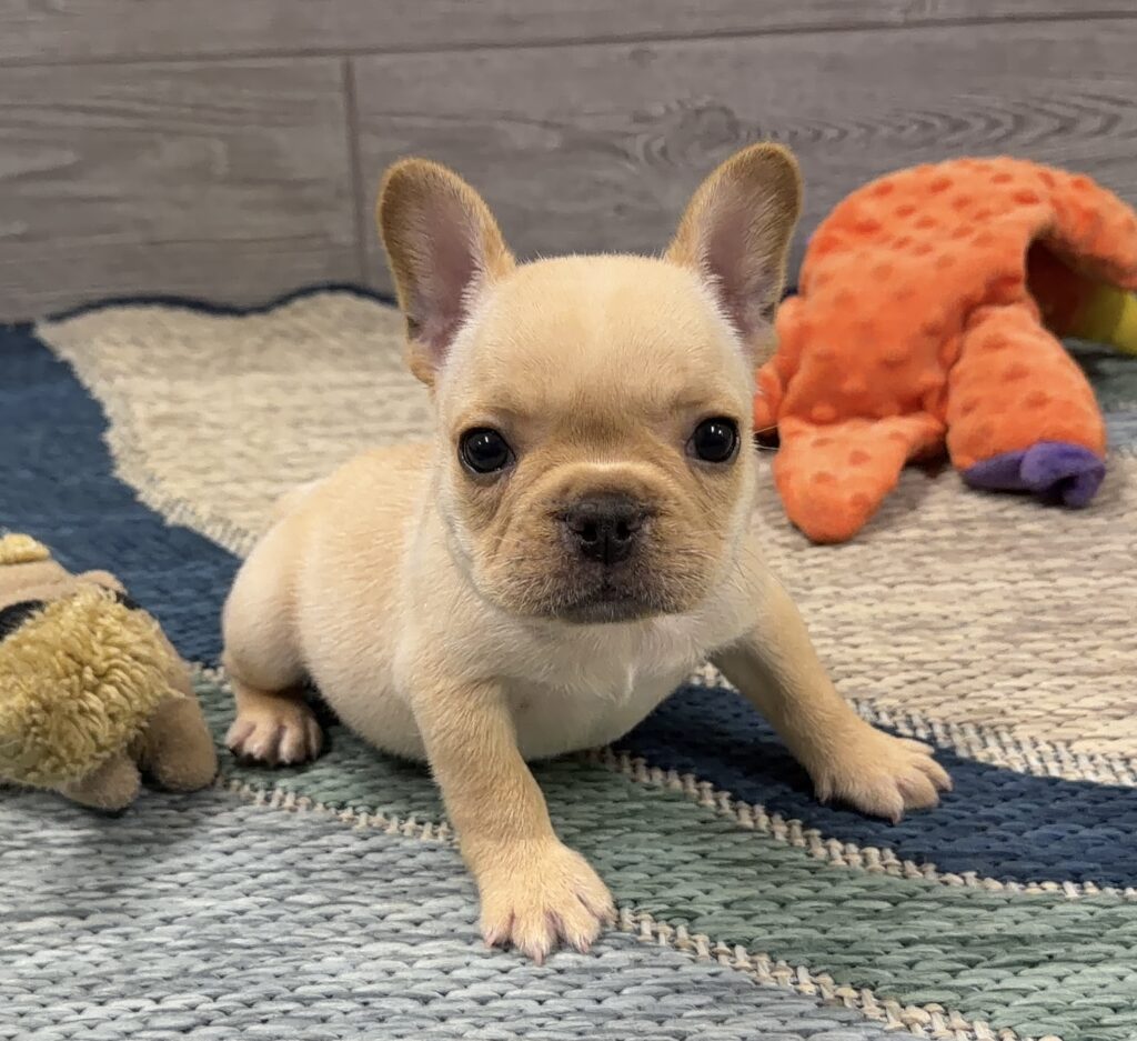 Close-up of a tan puppy with large ears looking at the camera on a woven rug with toys nearby.