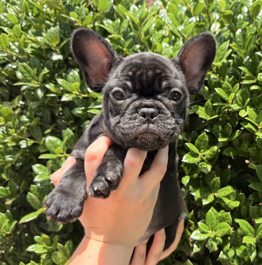 Black puppy with large ears being held up in front of a green leafy hedge outdoors.