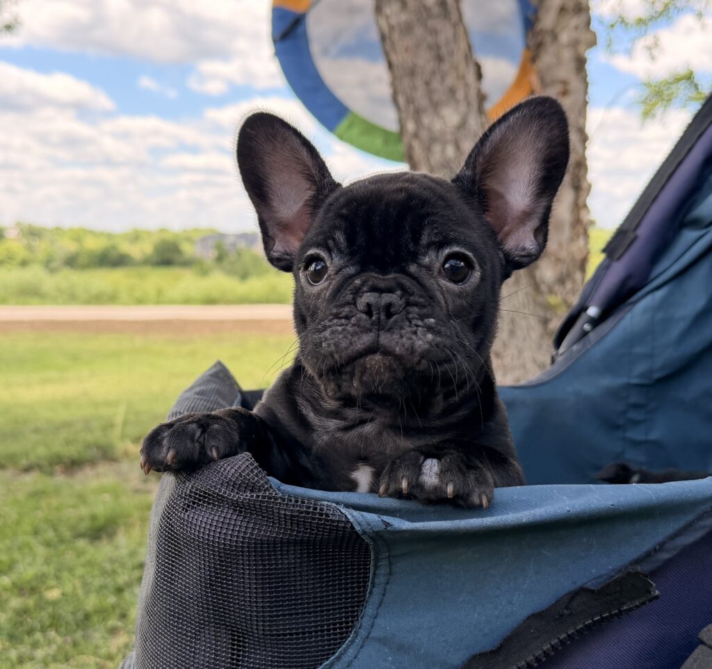 Close-up of a black French bulldog puppy peeking from a car seat with a sunny outdoor background behind it.