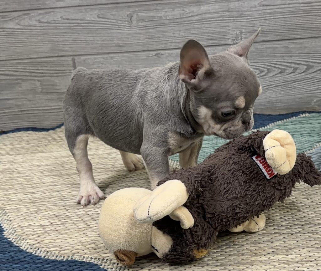 Young gray chihuahua standing on a woven rug with plush toy nearby, indoors.