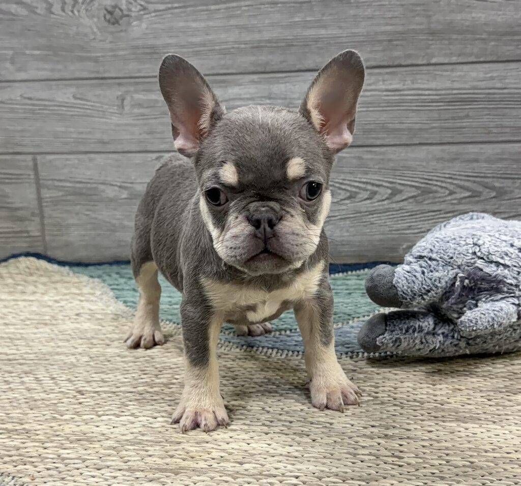 Young gray puppy with large ears standing on a woven rug, looking at the camera.