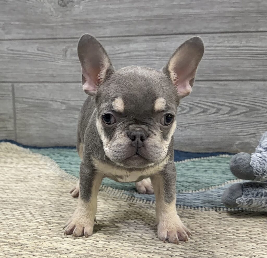 Young grey puppy with large ears facing the camera, standing on a woven rug.