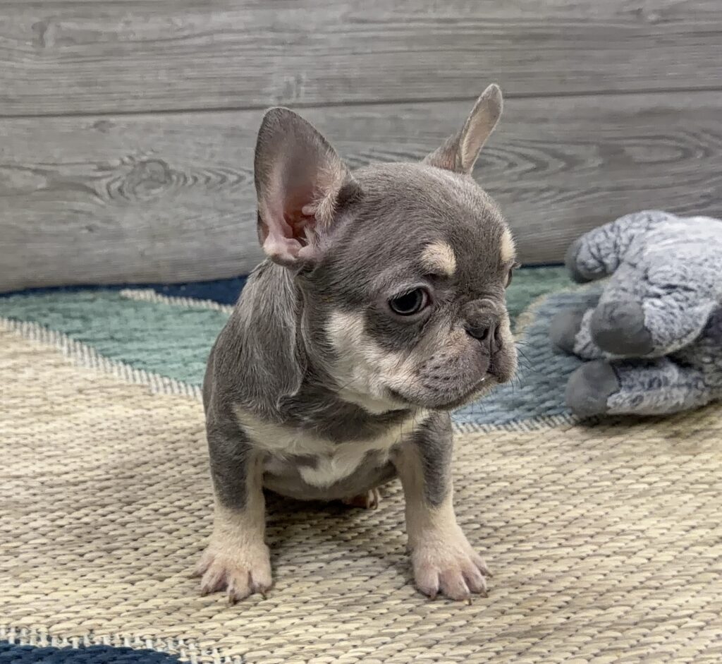 Young gray puppy with large ears sitting on a woven beige rug indoors.