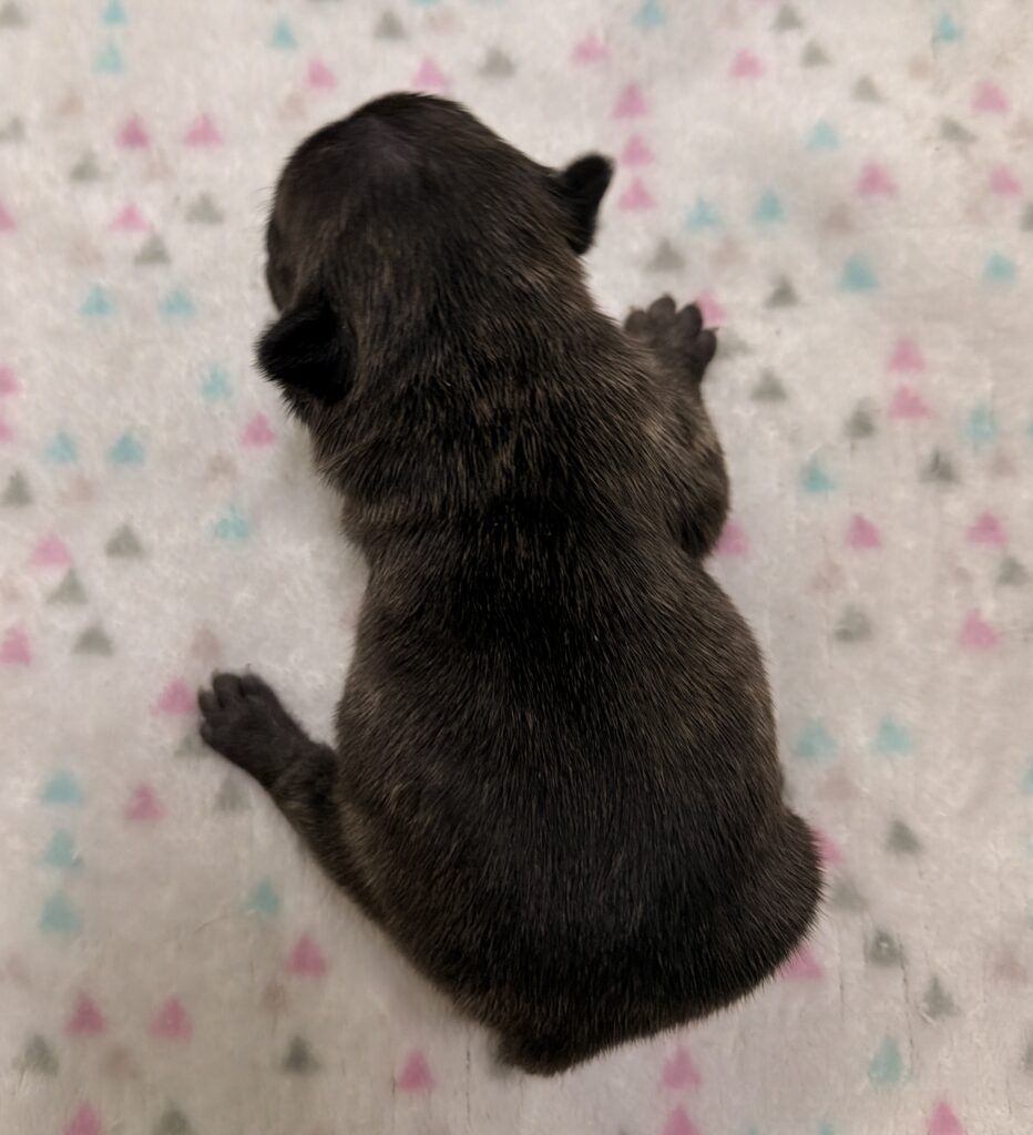 Top-down view of a small gray furred baby animal lying on a pastel patterned blanket with triangle shapes.