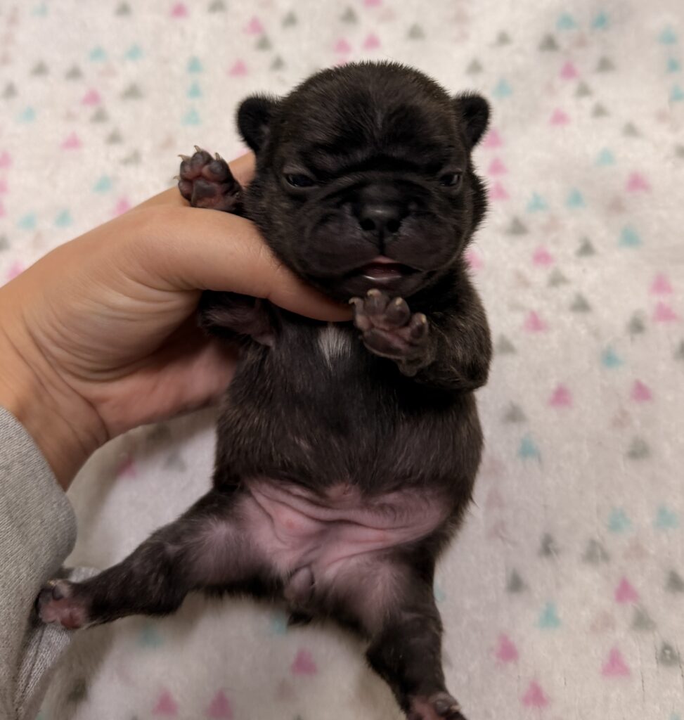 Newborn black puppy being gently held in a hand, eyes closed, on a pastel blanket.