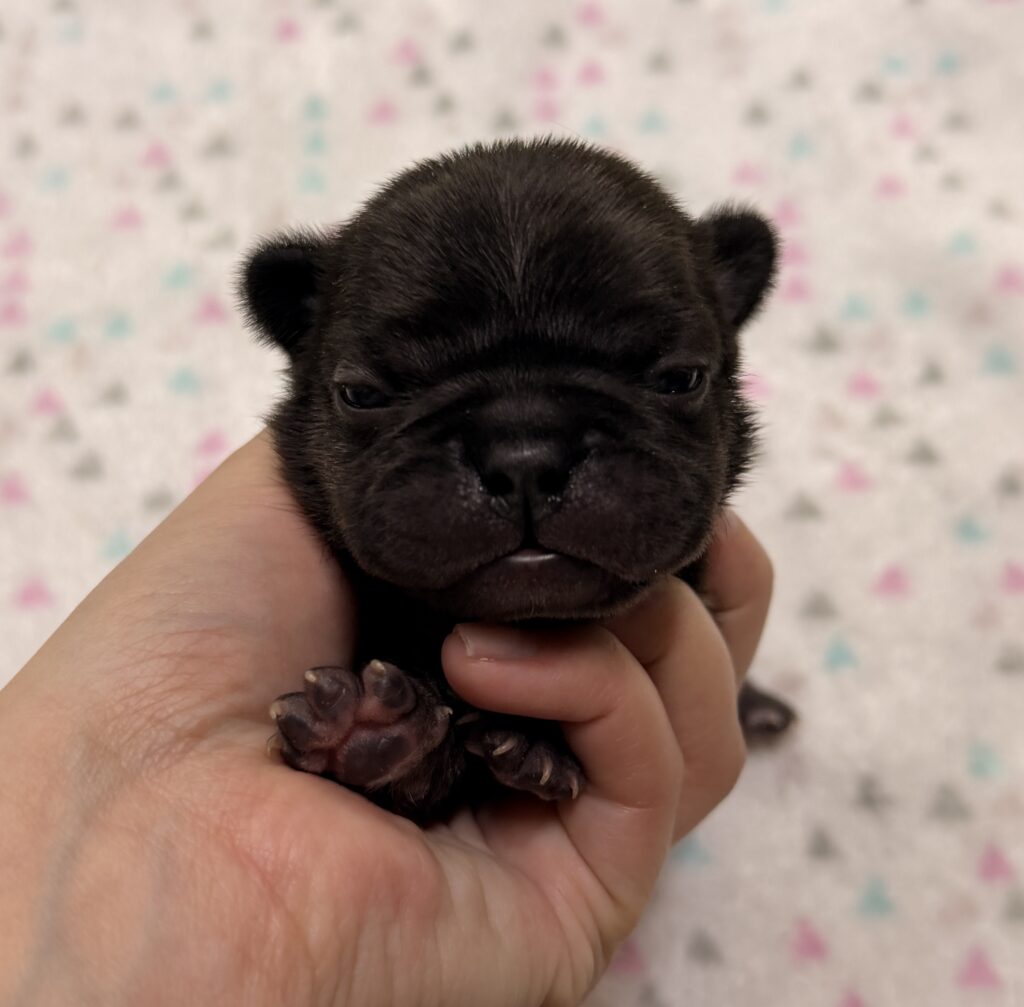 Close-up of a tiny black puppy being held by a hand, with a soft pastel patterned background.