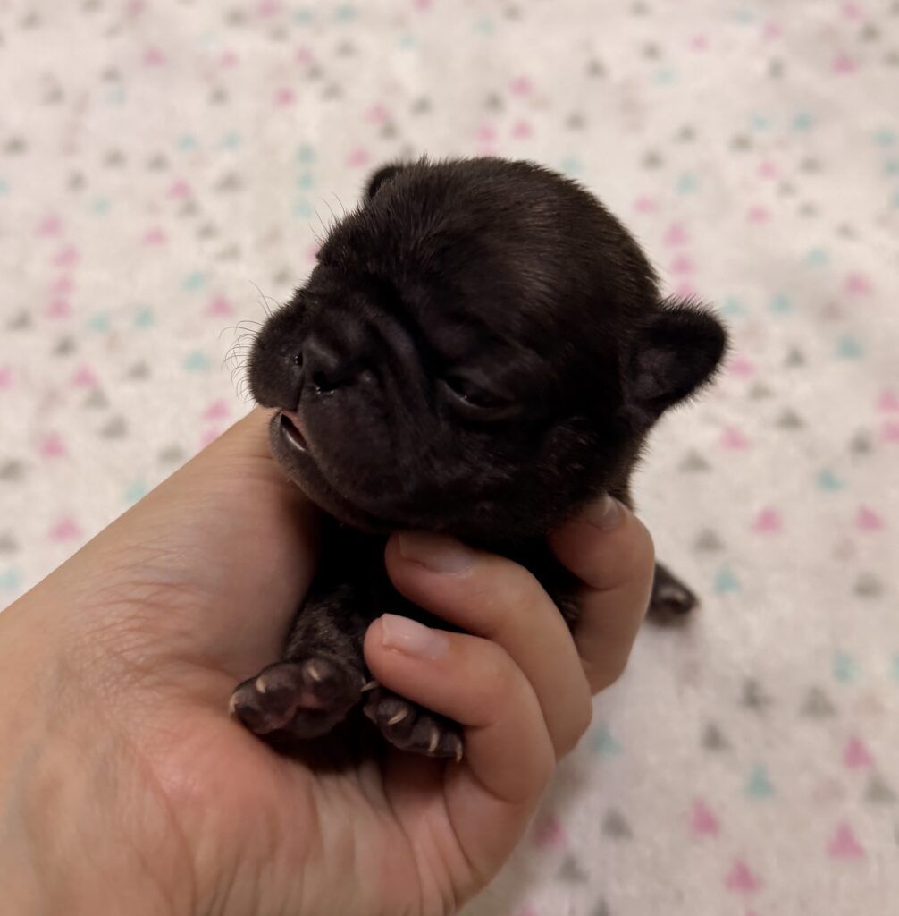 Close-up of a tiny black puppy being gently held in a person's hand, with soft fur visible on its head and a blurred patterned background.