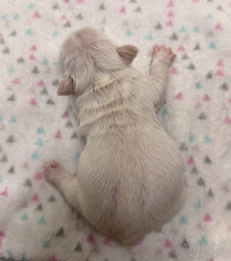 Newborn beige puppy sleeping on a pastel patterned blanket.