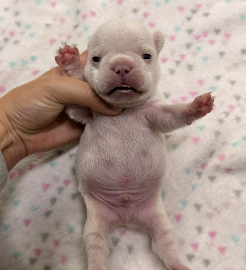 Close-up of a tiny gray puppy being gently held by a hand, mouth slightly open, on a pastel patterned blanket.