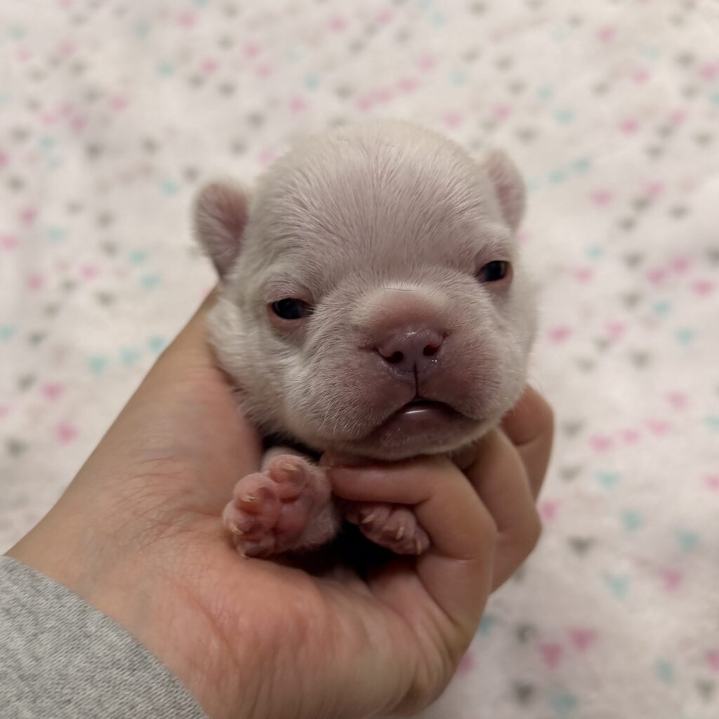 Close-up of a tiny pale puppy cradled in a hand, with its eyes barely open and pink nose visible.