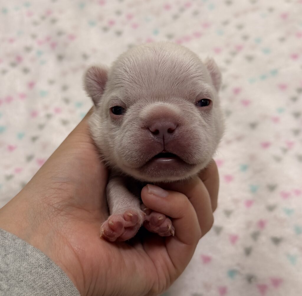 Close-up of a tiny pale puppy being gently held by a hand, with a soft, pastel-patterned background.