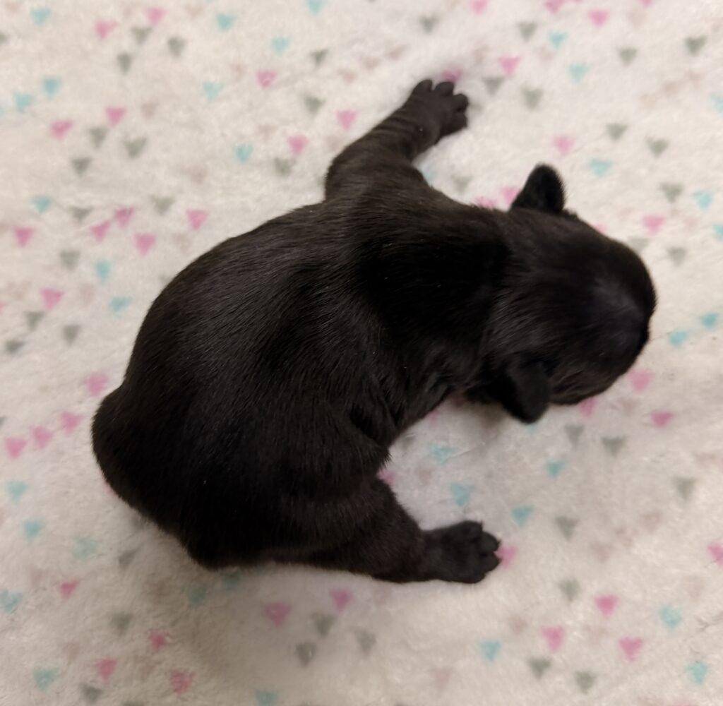 Black puppy resting on a white fluffy blanket with pastel pink, blue, and gray triangle patterns.