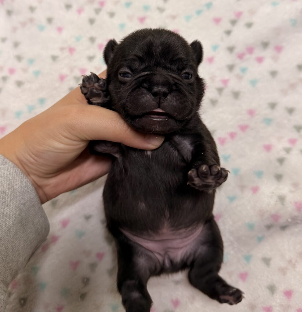 Tiny black puppy being gently held up by a hand, pink fabric around its neck, pastel heart-pattern blanket in the background.