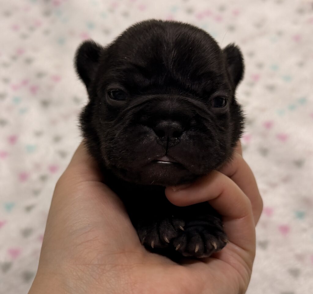Close-up of a small black puppy being gently held by a person, showing its glossy fur and tiny face against a soft background.