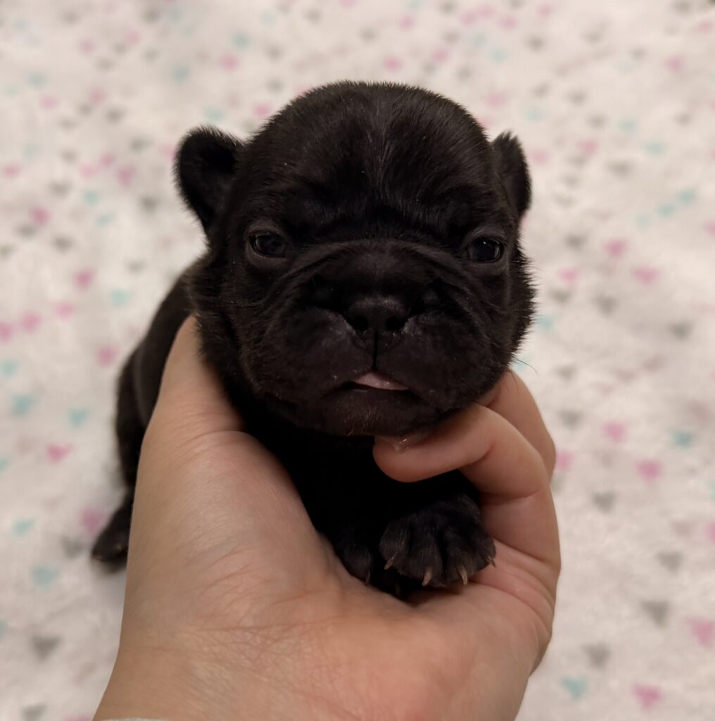 Close-up of a small black puppy held in a hand, with a soft pastel patterned background behind it.
