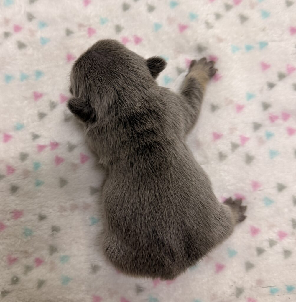 Top-down view of a small gray kitten resting on a white blanket with pastel triangles pattern behind it.