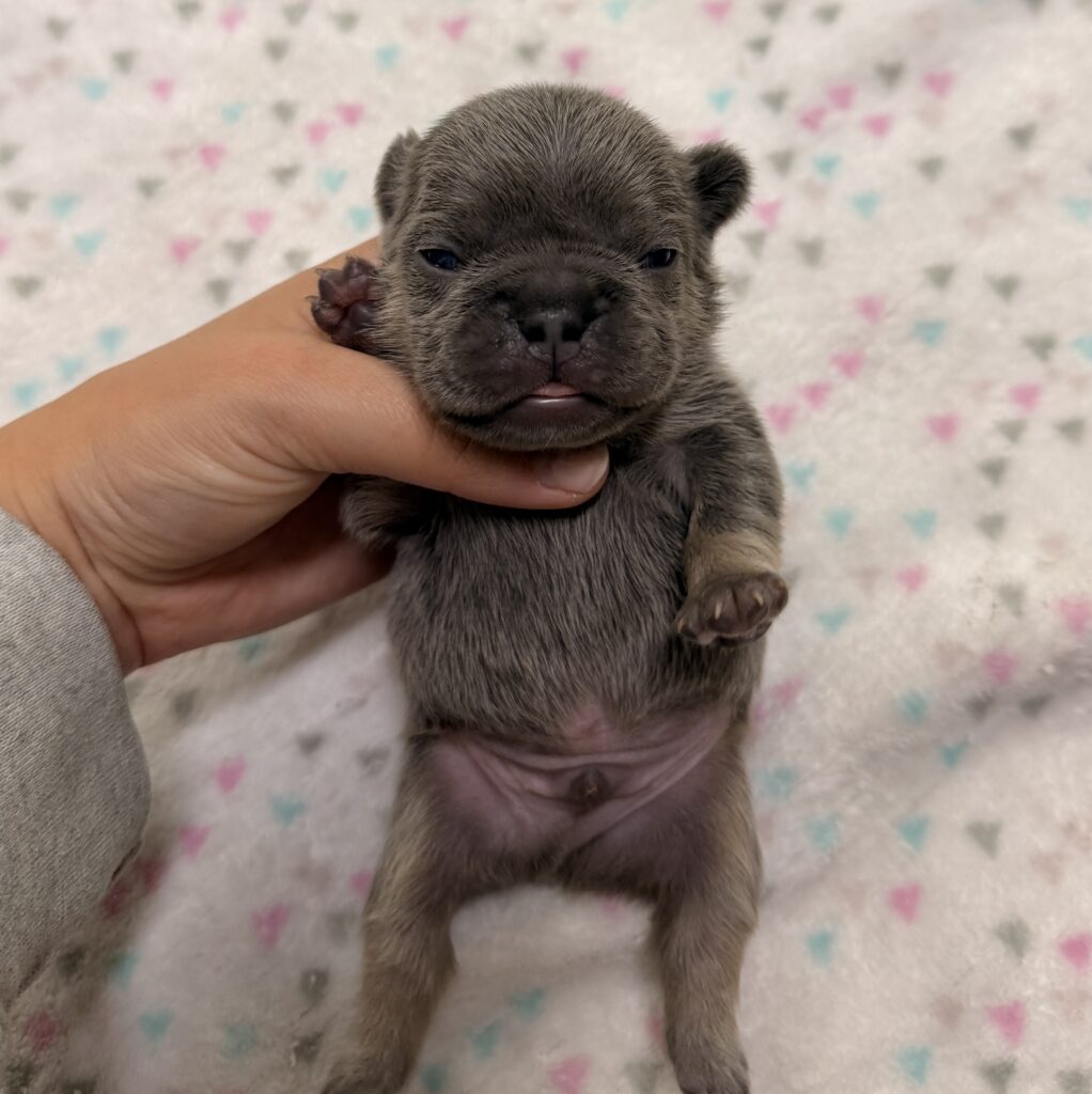 Close-up of a tiny gray puppy being gently held by a hand, with a pastel triangle-pattern blanket in the background.