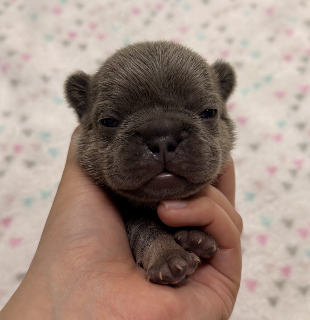 A tiny brown puppy being gently held, showing its head and front paw with a soft pastel patterned background.