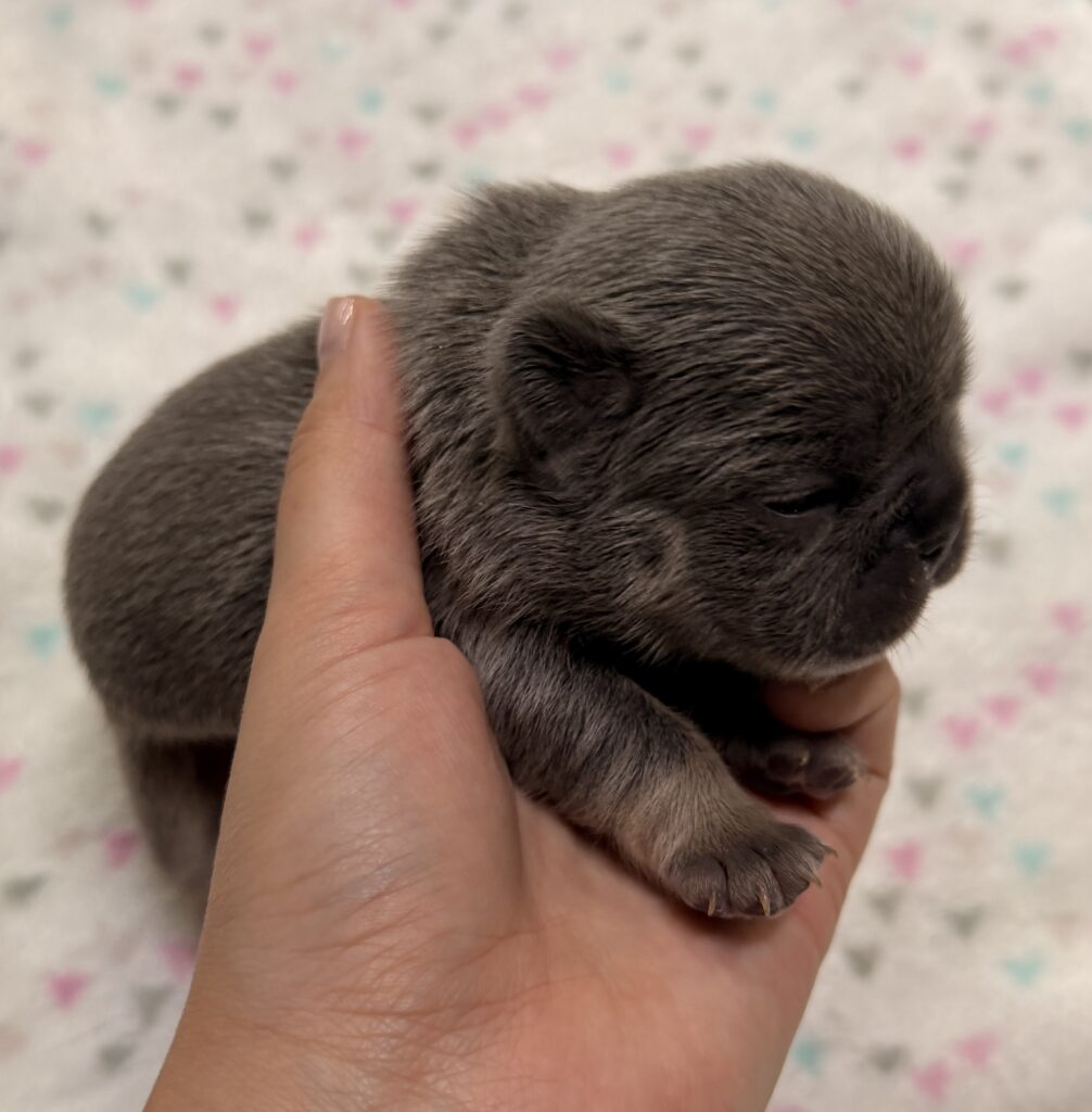 Close-up of a small gray puppy cradled in a person's hand, head resting against the hand against a soft patterned background.