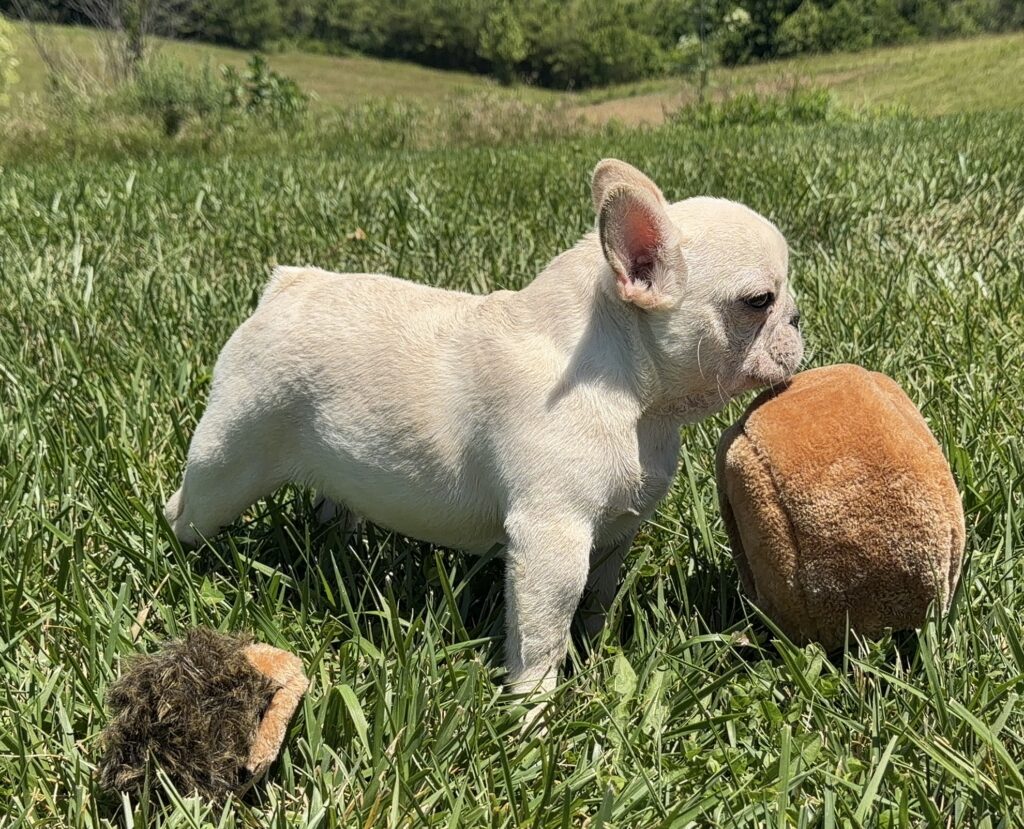 Cream-colored puppy nudging a brown dog in a sunny grassy field.
