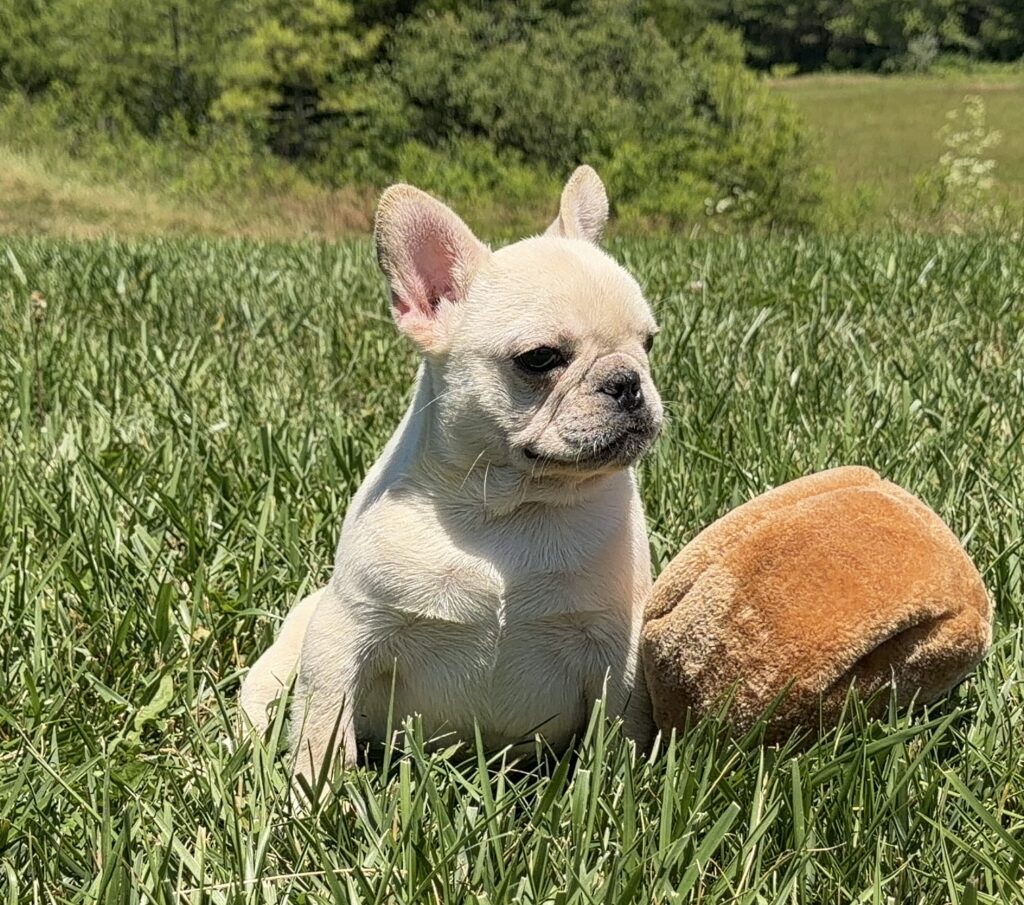 Cream-colored French bulldog sitting in tall grass outdoors with a brown blanket beside it.