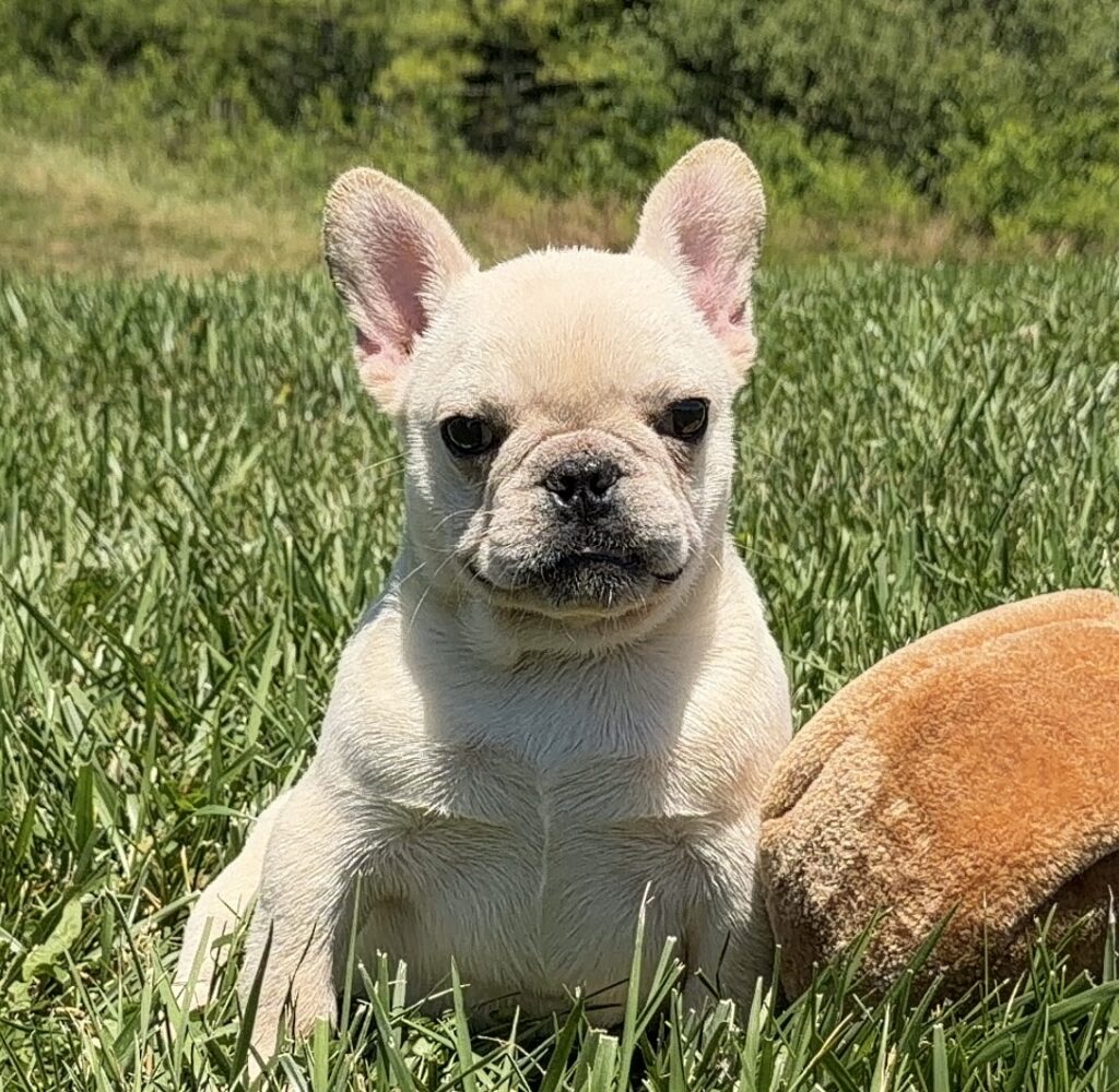 Cream-colored French Bulldog puppy sitting in a grassy field, with a brown dog partially visible beside it.