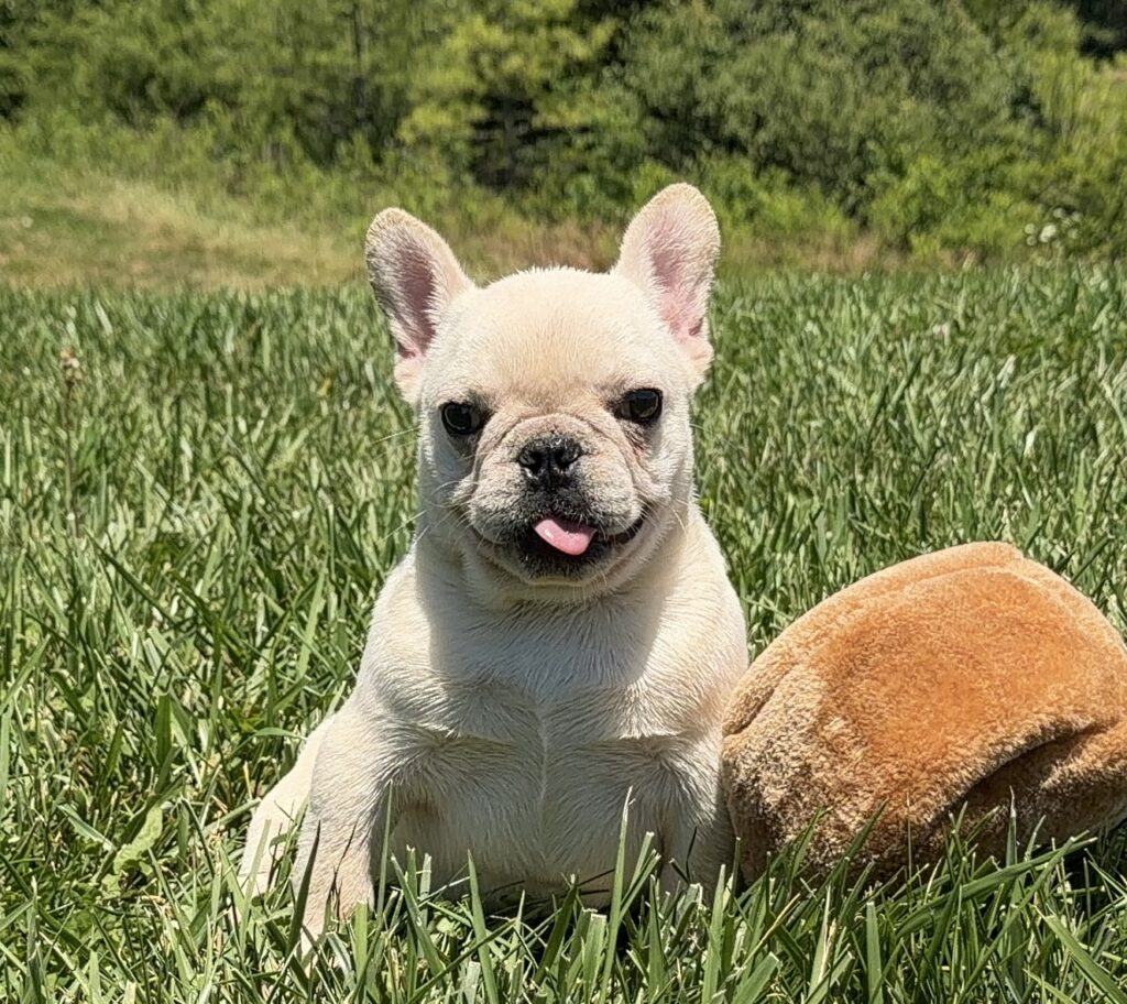 Cream French bulldog puppy sitting in a grassy field with a brown plush ball nearby, tongue out slightly.