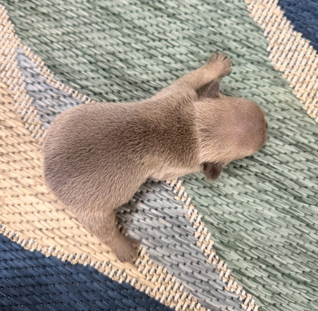 Close-up of a small brown animal's paw (likely a puppy) resting on a woven rug mix of blue and green tones