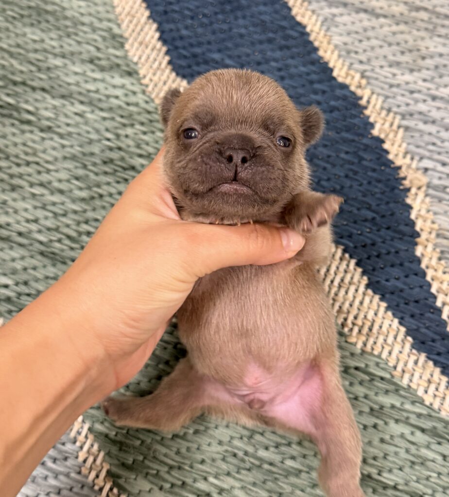 A tiny brown puppy being gently held by a hand, lying on a woven rug with green and blue stripes.
