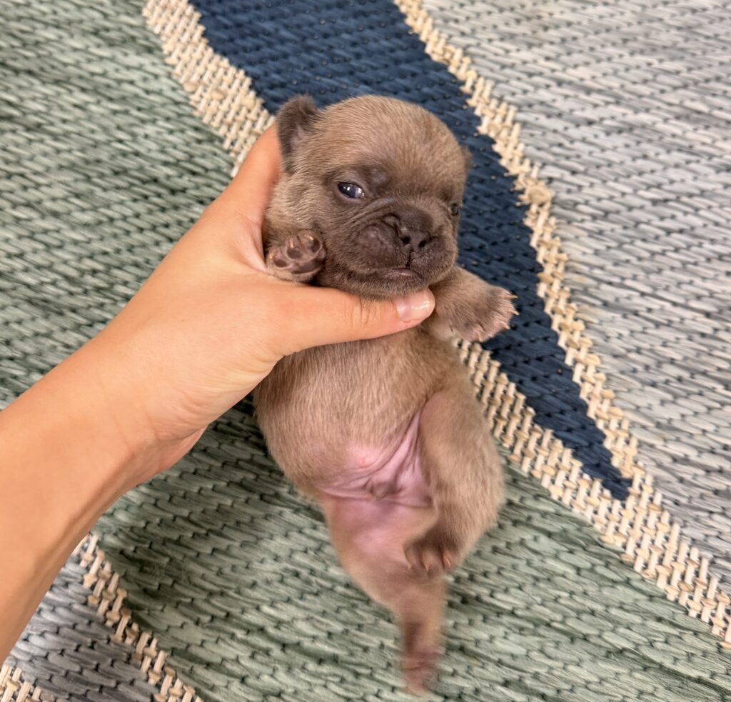 Close-up of a small brown puppy being gently held by a hand on a textured woven rug, eyes partly closed and snout visible.