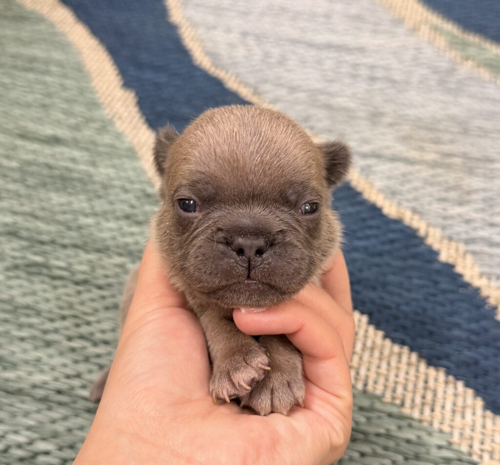Close-up of a brown puppy being gently held by a person, with a striped rug in the background.