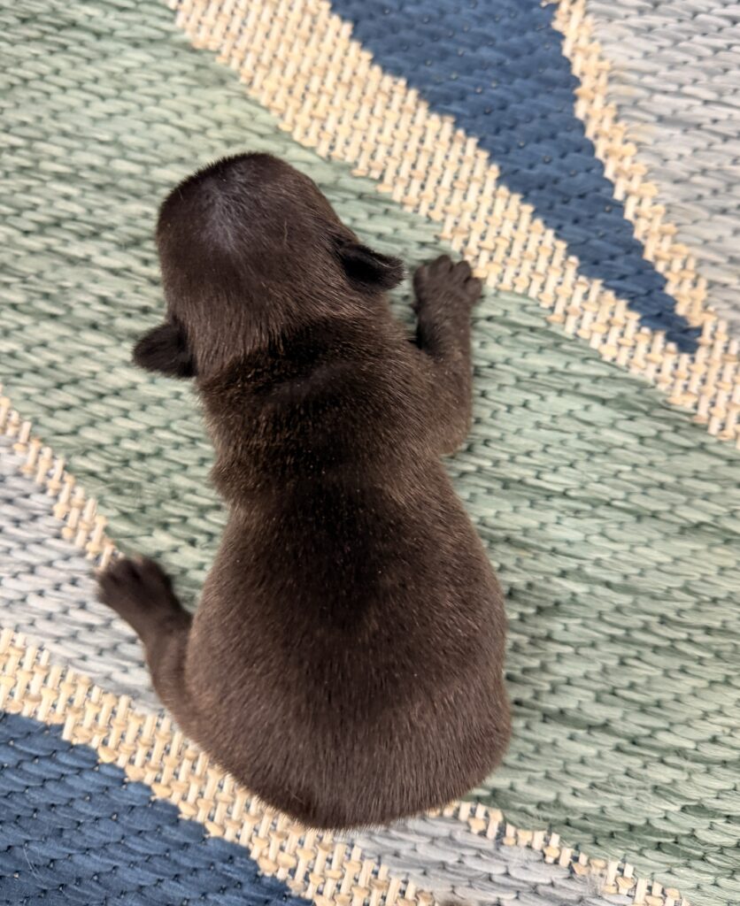 Top-down view of a small brown puppy lying on a woven multicolor rug, showing its head and back.